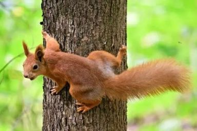 Un espace de biodiversité à l’arboretum du Saut-le-Cerf